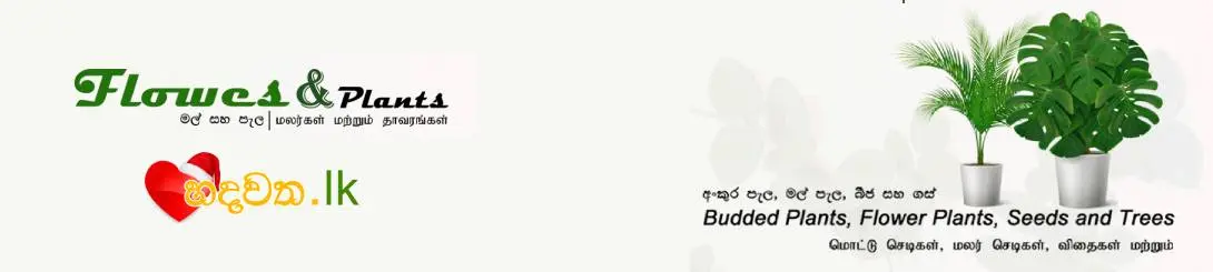 Homepage big 1